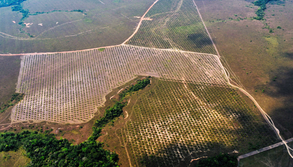 Ilegal Palm oil plantation X2